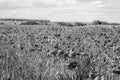 A field of red poppies, daisies and grass on a sunny day with few clouds