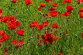 Field with red poppies Royalty Free Stock Photo