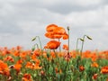 Field of red poppies. Flowers Red poppies blossom on wild field. Beautiful field red poppies with selective focus. soft light. Royalty Free Stock Photo