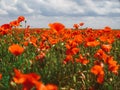 Field of red poppies. Flowers Red poppies blossom on wild field. Beautiful field red poppies with selective focus. soft light. Royalty Free Stock Photo