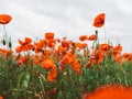Field of red poppies. Flowers Red poppies blossom on wild field. Beautiful field red poppies with selective focus. soft light. Royalty Free Stock Photo