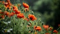 Field of red poppies with green grass and blue sky. Generative AI Royalty Free Stock Photo