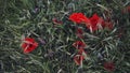 Scarlet poppies in the green grass