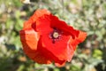 field of red poppies on green meadow Royalty Free Stock Photo