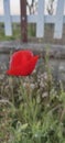 field of red poppies on green meadow Royalty Free Stock Photo