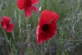 field of red poppies on green meadow Royalty Free Stock Photo