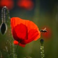 A field of red poppies  illuminated by the afternoon sunshine Royalty Free Stock Photo