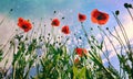 A field of red poppies  illuminated by the afternoon sunshine Royalty Free Stock Photo