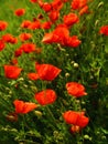 A field of red poppies  illuminated by the afternoon sunshine Royalty Free Stock Photo