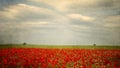 A field of red poppies  illuminated by the afternoon sunshine Royalty Free Stock Photo