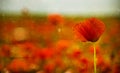 A field of red poppies  illuminated by the afternoon sunshine Royalty Free Stock Photo