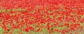 Field of red poppies (Papaver rhoeas)