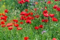 Field of red poppies in a park in Madrid, in Spain. Royalty Free Stock Photo