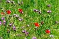 Field of red poppies in a park in Madrid, in Spain. Royalty Free Stock Photo