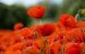 Field of red poppies on a cloudy day Royalty Free Stock Photo