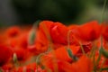 Field of red poppies on a cloudy day Royalty Free Stock Photo