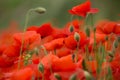 Field of red poppies on a cloudy day Royalty Free Stock Photo