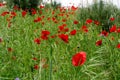 Field of red poppies on the road to Madrid Rio, in Madrid, Spain. Royalty Free Stock Photo