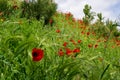 Field of red poppies on the road to Madrid Rio, in Madrid, Spain. Royalty Free Stock Photo