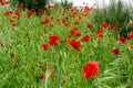 Field of red poppies on the road to Madrid Rio, in Madrid, Spain. Royalty Free Stock Photo