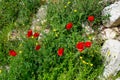 Field of red poppies on the road to Madrid Rio, in Madrid, Spain. Royalty Free Stock Photo