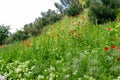 Field of red poppies on the road to Madrid Rio, in Madrid, Spain. Royalty Free Stock Photo