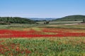 Field of Red Poppies in Spain Royalty Free Stock Photo
