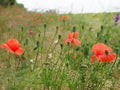 Field of red poppies on stems that creep of a snail