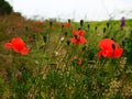 Field of red poppies on stems that creep of a snail Royalty Free Stock Photo