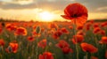 A field of red poppies with the sun setting in the background, AI Royalty Free Stock Photo