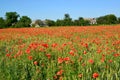 Field of red poppies in a sunny day Royalty Free Stock Photo