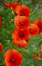 Field of red poppies at sunset.flower closeup nature colorful grass.Beautiful red poppies Royalty Free Stock Photo