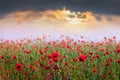 Field of red poppies during the sunset. Sunrise over the poppy f Royalty Free Stock Photo