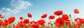 A field of red poppies under a blue sky Royalty Free Stock Photo