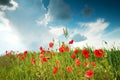 Field with red poppies under sky Royalty Free Stock Photo