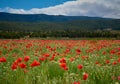 field of red poppies Royalty Free Stock Photo