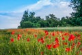 Field of red poppies in wheat field Royalty Free Stock Photo