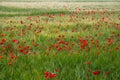 Field of Red Poppies 3 Royalty Free Stock Photo