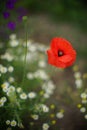 Field of red poppies, white daisies and small purple flowers growing in the garden