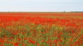 Field of red poppies and wildflowers under blue sky with white clouds Royalty Free Stock Photo