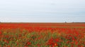 Field of red poppies and wildflowers under blue sky with white cloudsField of red poppies and wildflowers under blue sky with whit Royalty Free Stock Photo