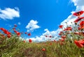 Field with red poppy flowers against the blue sky with white clouds. Royalty Free Stock Photo