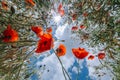 Field with red poppy flowers against the blue sky with white clouds. Royalty Free Stock Photo