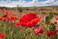 Field of red poppy flowers with blue sky and olive trees Royalty Free Stock Photo