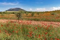 Field of red poppy flowers with blue sky and olive trees Royalty Free Stock Photo