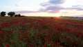 Field of red poppy flowers