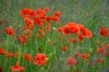 Poppies in the meadow, Papaveraceae, nature background