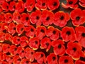 Field of red poppy flowers to honour fallen veterans soldiers in battle of Anzac day Royalty Free Stock Photo