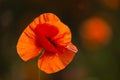 Field of red poppy flowers under the sun. Royalty Free Stock Photo