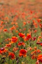 Field of red poppy flowers under the sun. Royalty Free Stock Photo